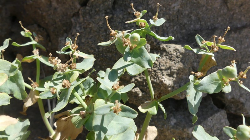 Euphorbia kozlovii photo 7