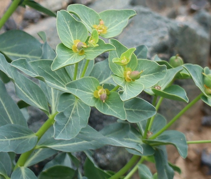 Euphorbia kozlovii photo 8