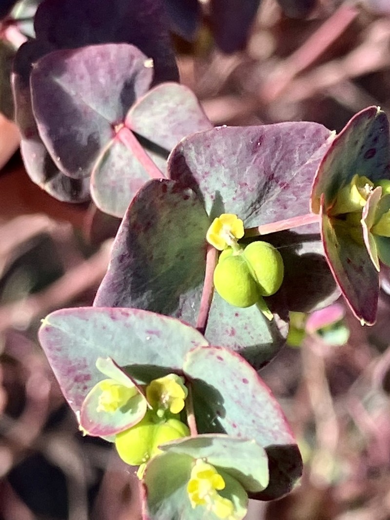 Euphorbia kraussiana