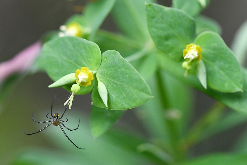 Euphorbia kraussiana photo 2
