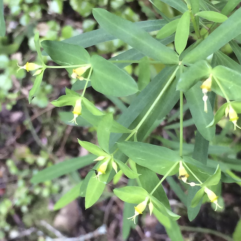 Euphorbia kraussiana photo 3
