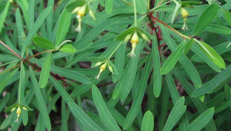 Euphorbia kraussiana photo 4
