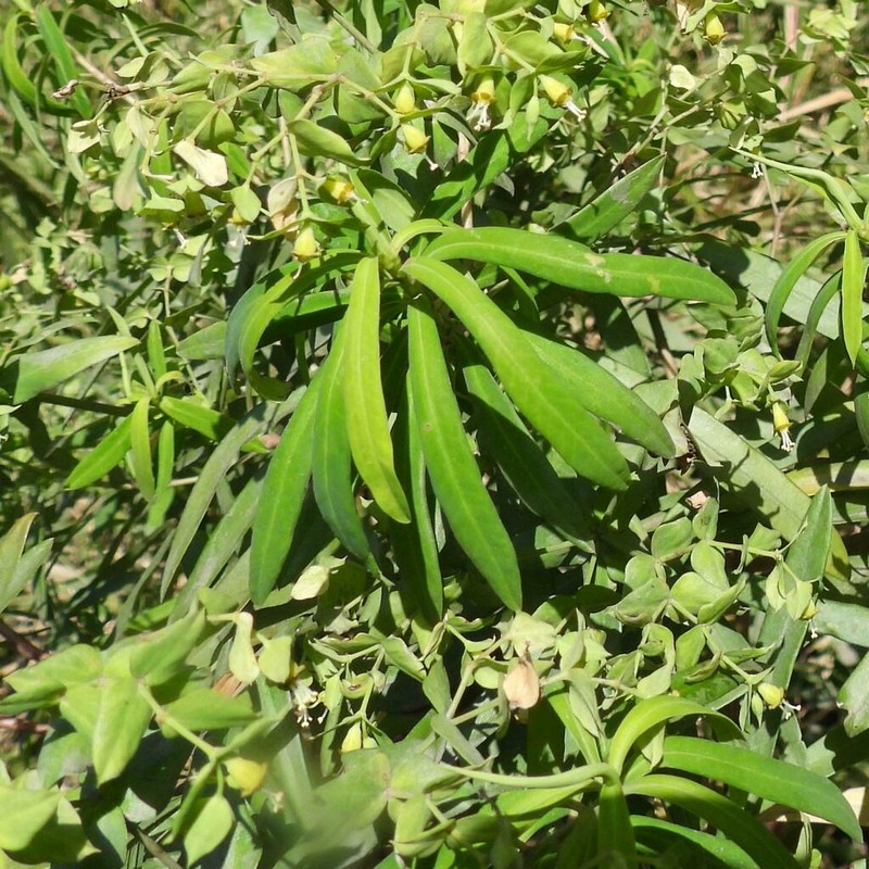 Euphorbia kraussiana photo 5