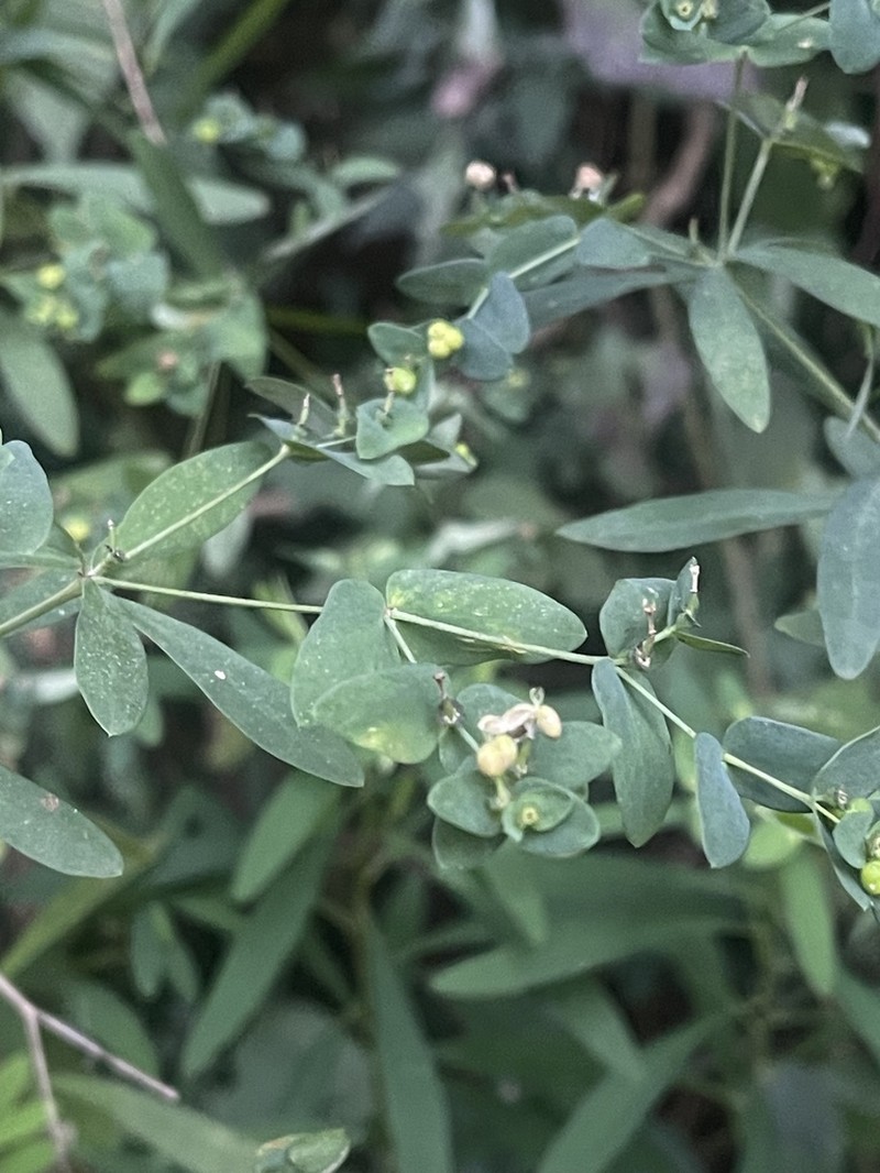 Euphorbia kraussiana photo 6