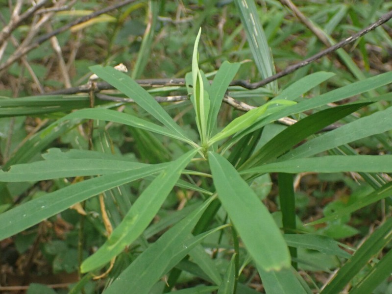 Euphorbia kraussiana photo 7