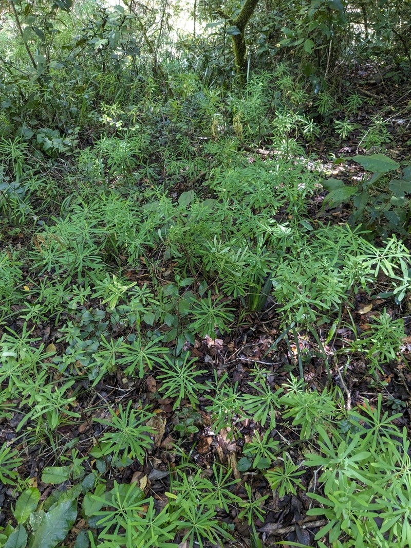 Euphorbia kraussiana photo 8
