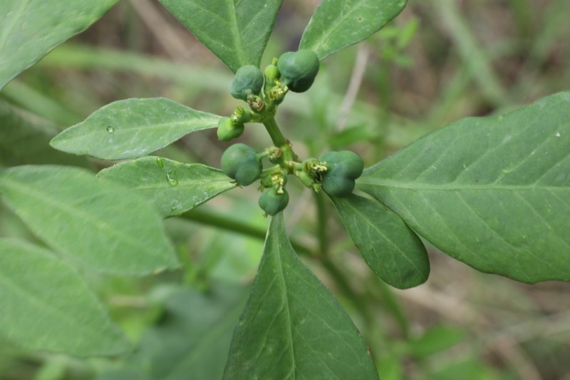 Euphorbia kurtzii photo 2