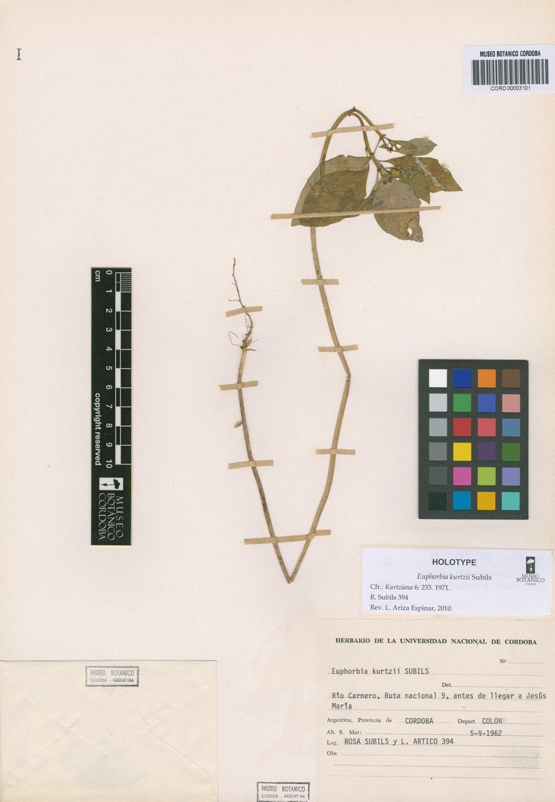 Euphorbia kurtzii photo 5
