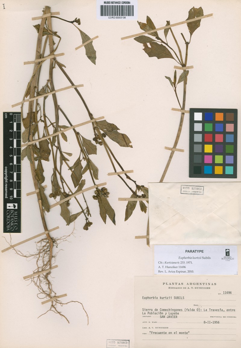 Euphorbia kurtzii photo 8