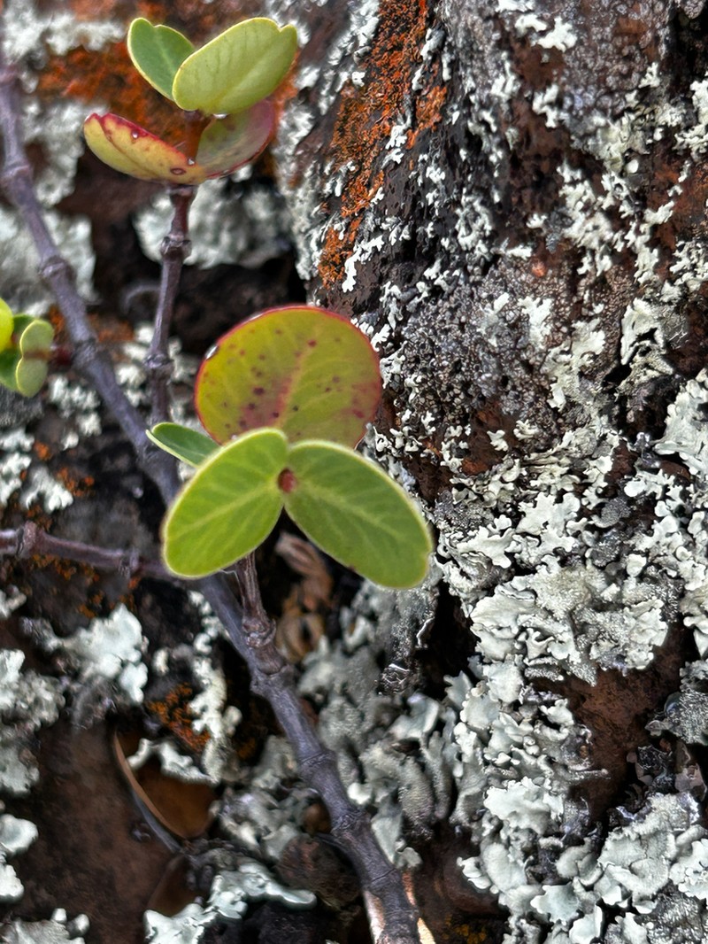 Kokomalei photo 2
