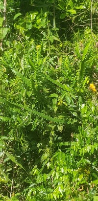 Euphorbia lacei