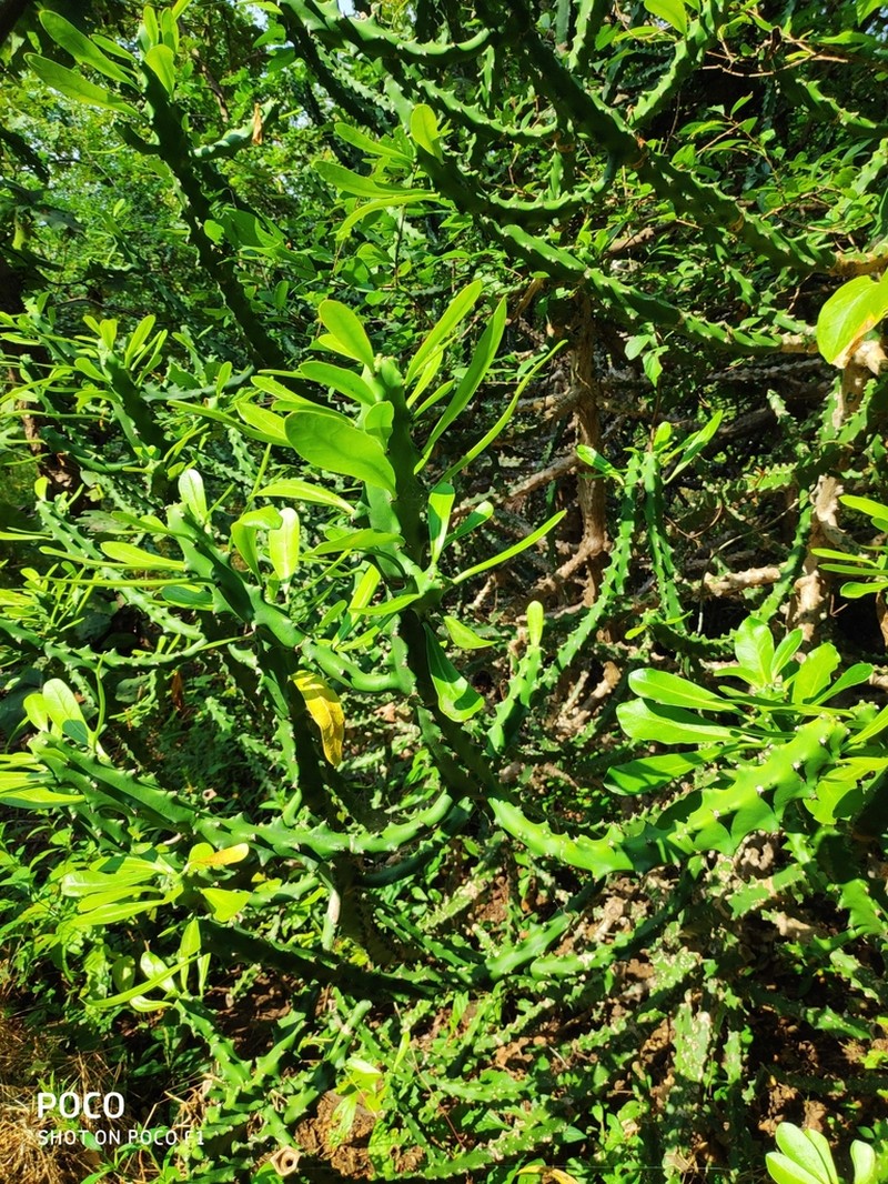 Euphorbia lacei photo 2