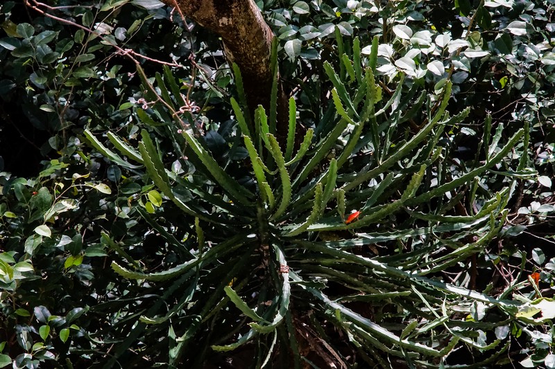 Euphorbia lacei photo 4