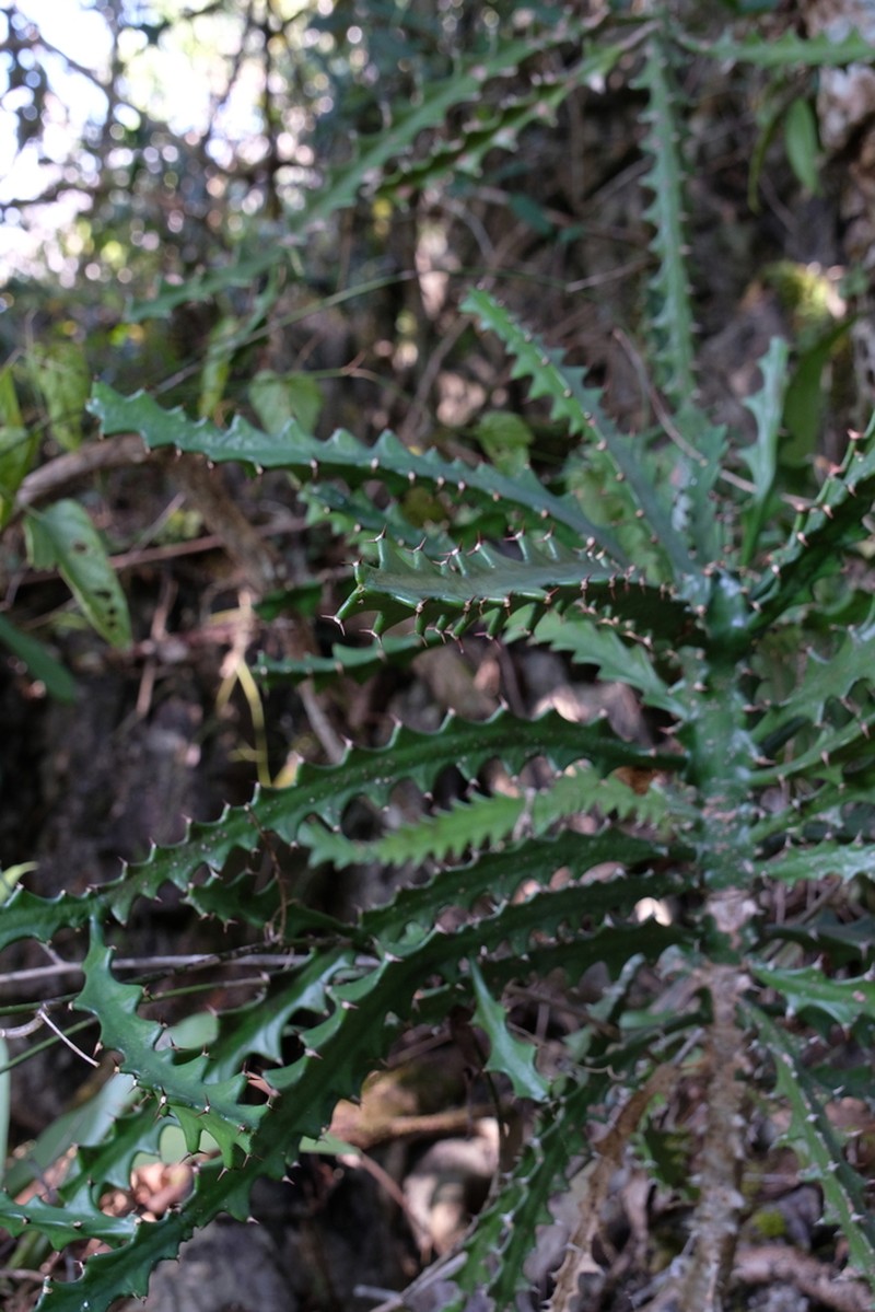 Euphorbia lacei photo 5
