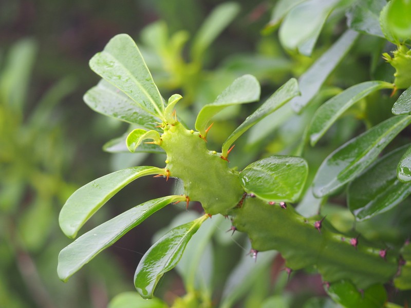 Euphorbia lacei photo 8