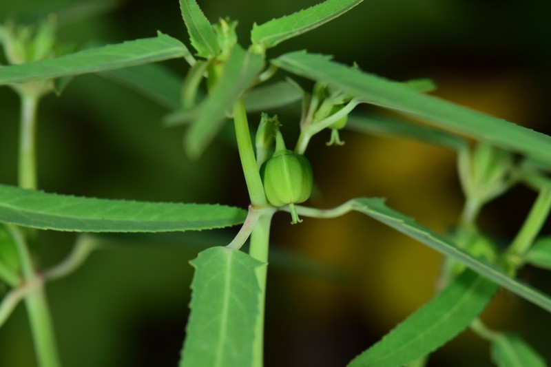 Euphorbia lacera
