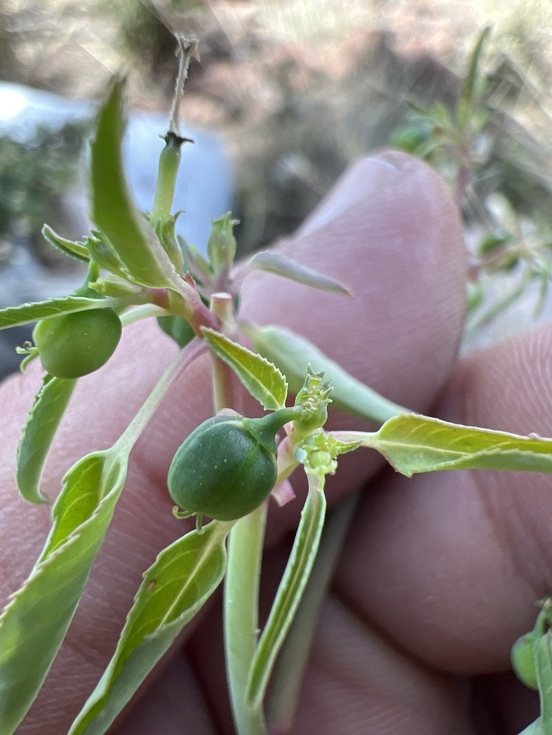 Euphorbia lacera photo 3