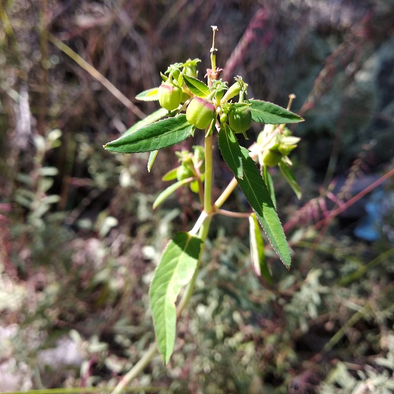 Euphorbia lacera photo 4