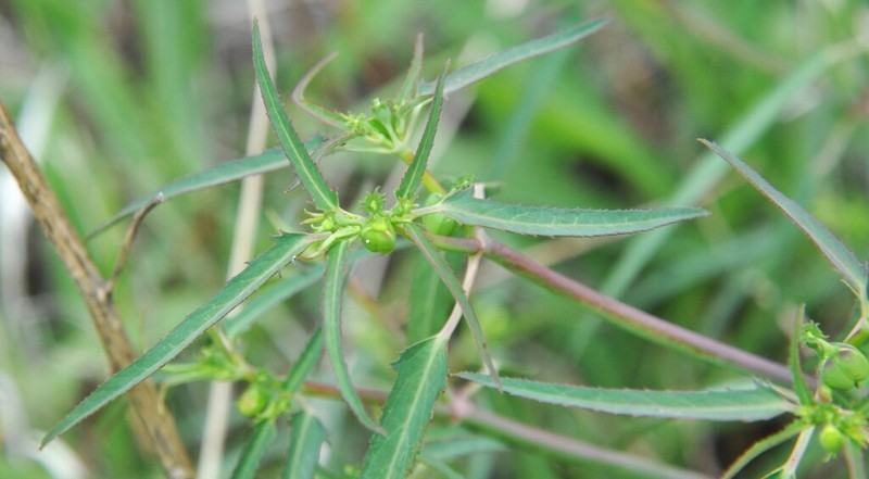 Euphorbia lacera photo 5