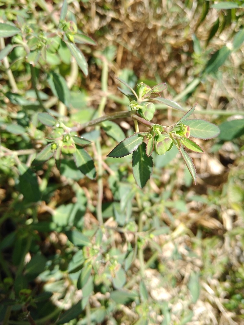 Euphorbia lacera photo 6