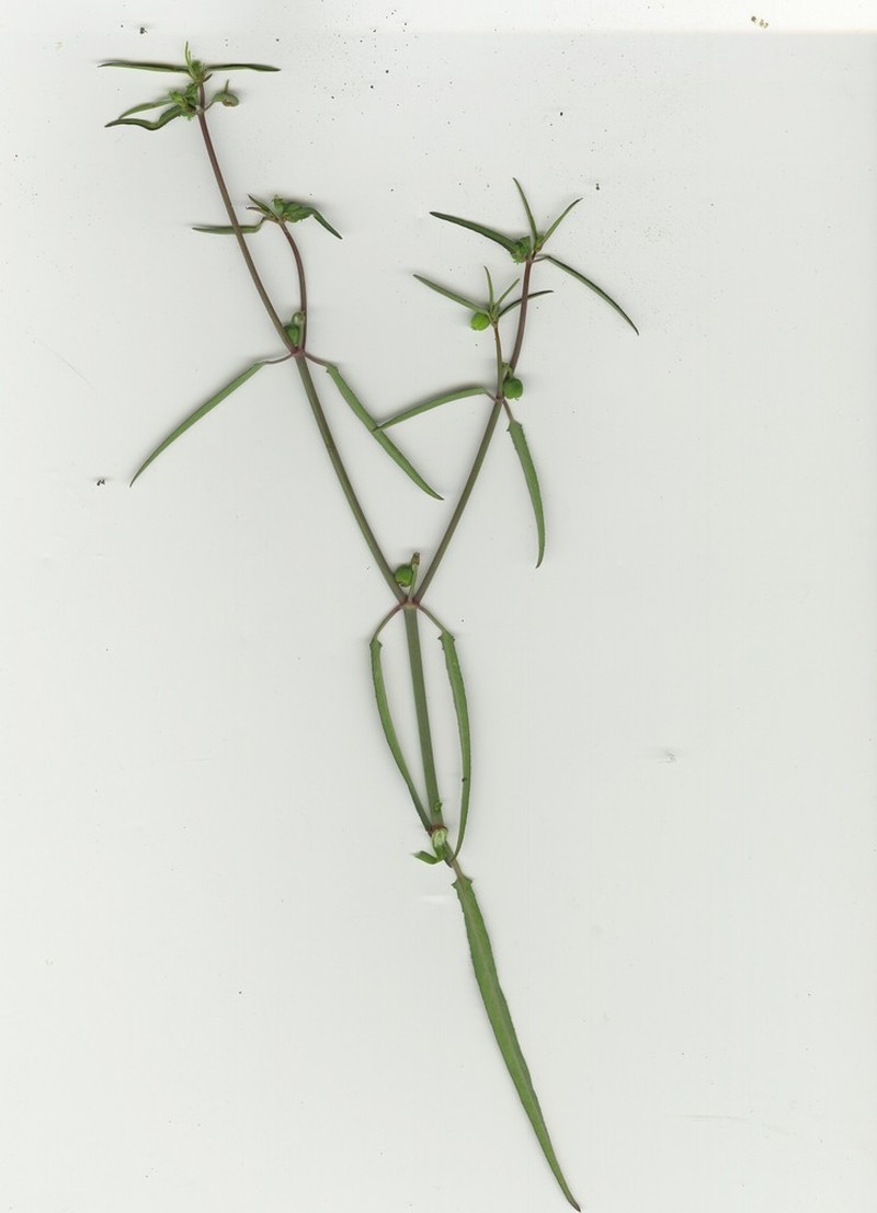 Euphorbia lacera photo 7