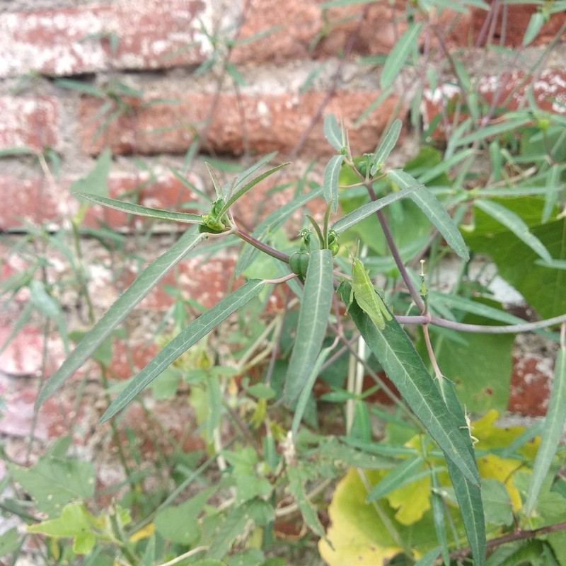 Euphorbia lacera photo 8