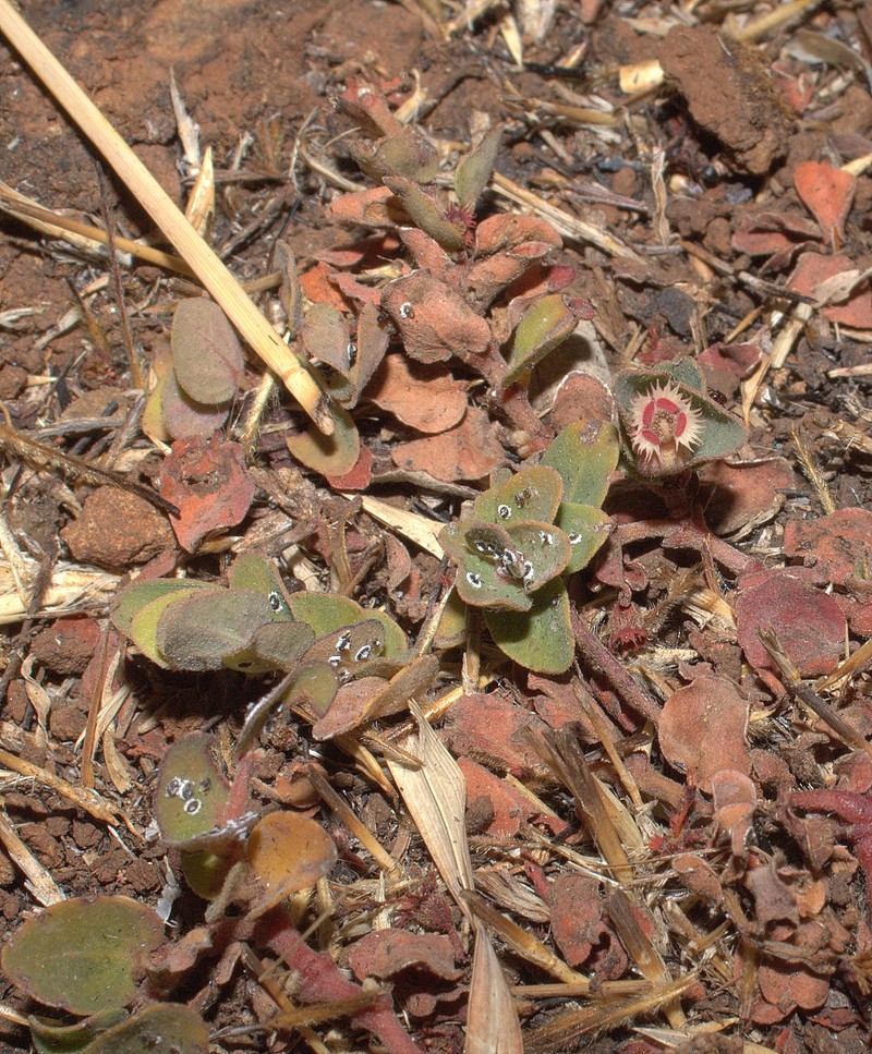 Euphorbia laciniata photo 2