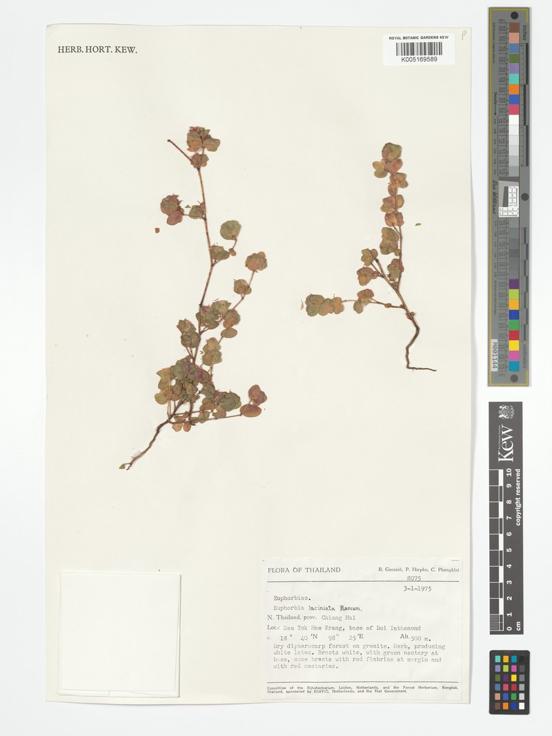 Euphorbia laciniata photo 3