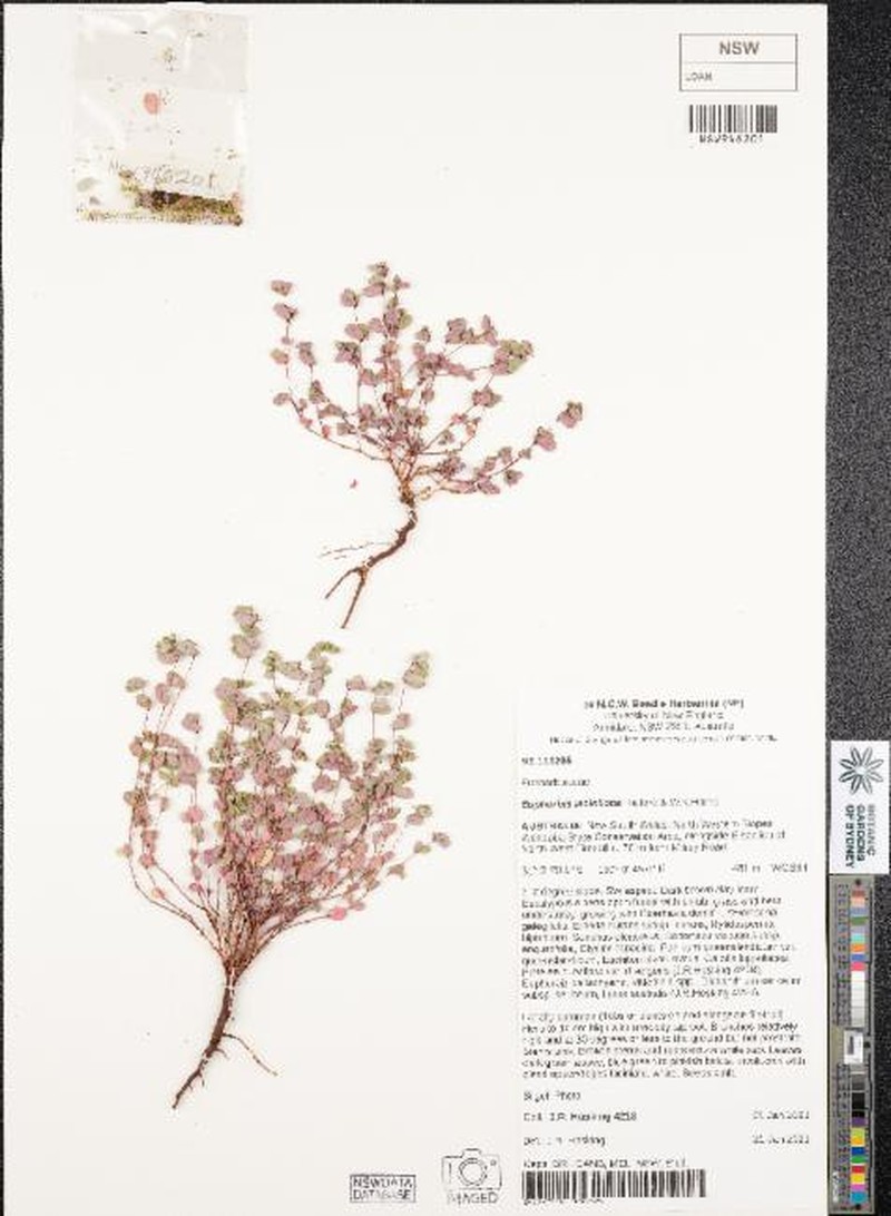 Euphorbia laciniloba