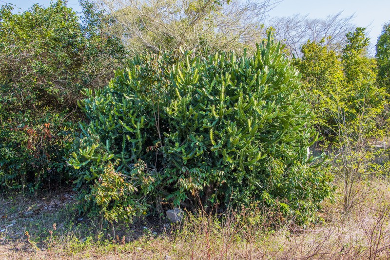 Mottled Spurge photo 2
