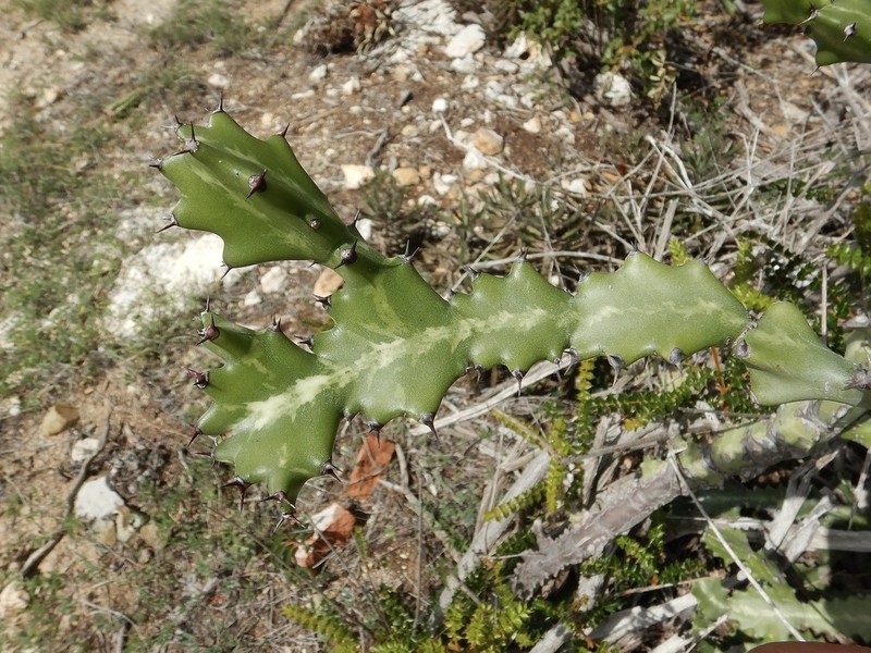 Mottled Spurge photo 3