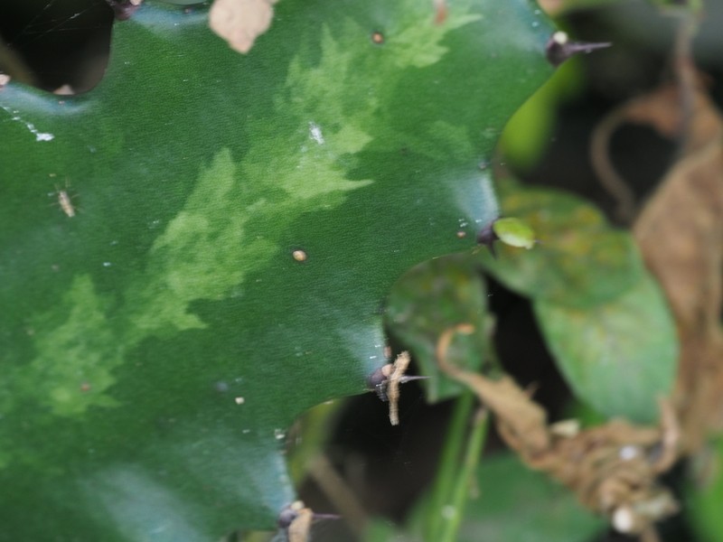 Mottled Spurge photo 4
