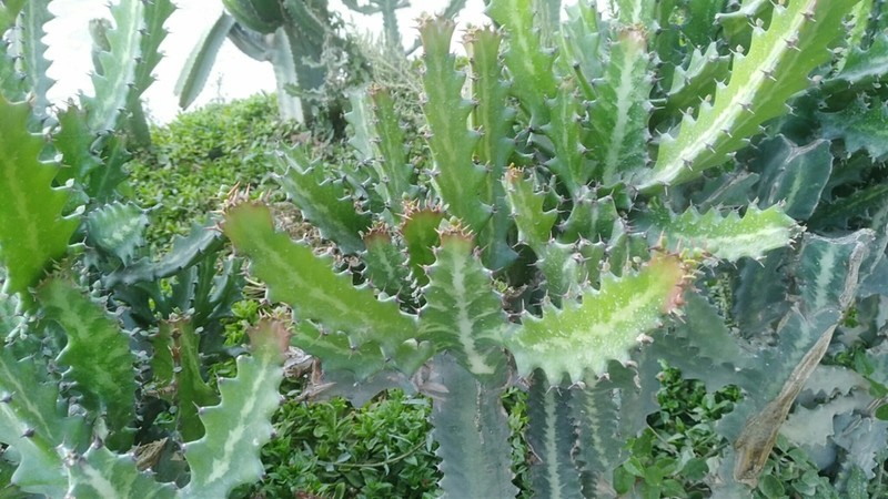 Mottled Spurge photo 5