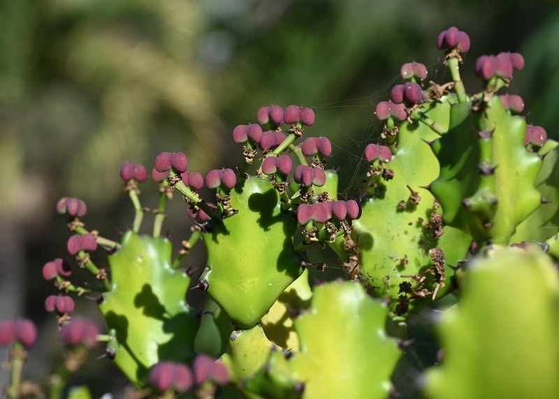 Mottled Spurge photo 3