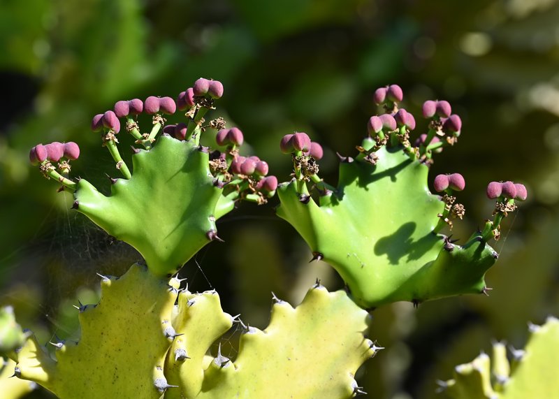 Mottled Spurge photo 8