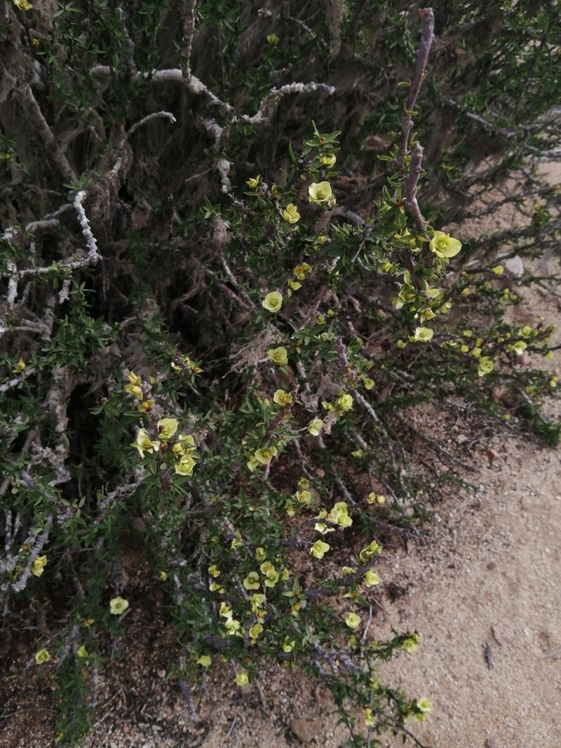 Euphorbia lactiflua