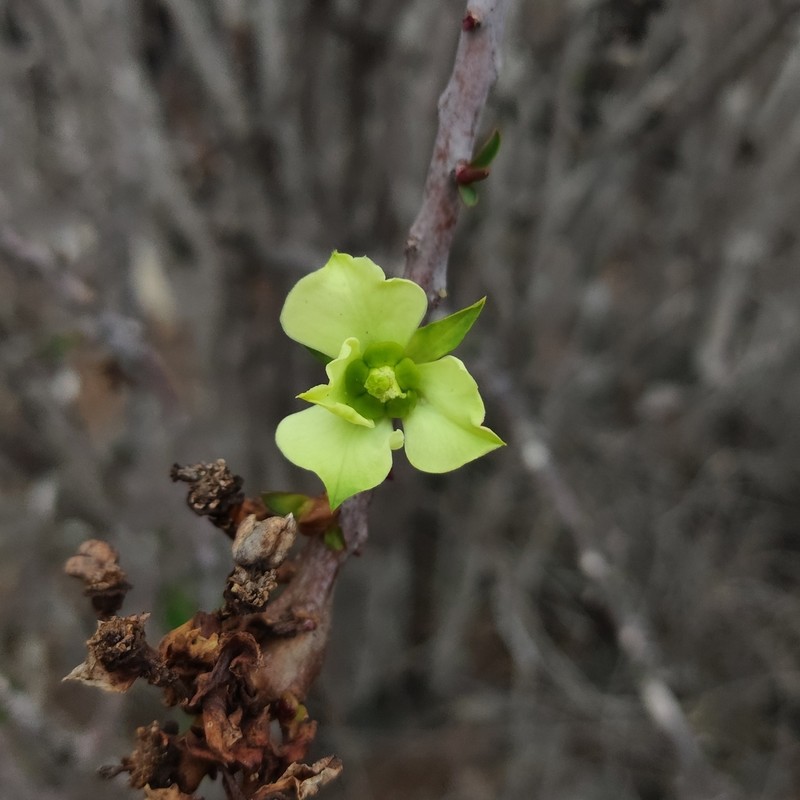 Euphorbia lactiflua photo 2