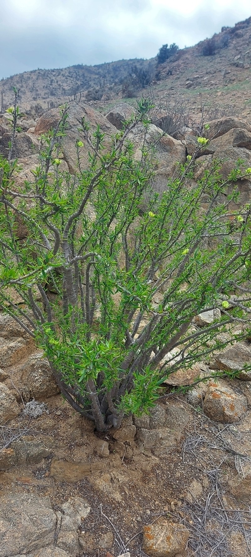Euphorbia lactiflua photo 3