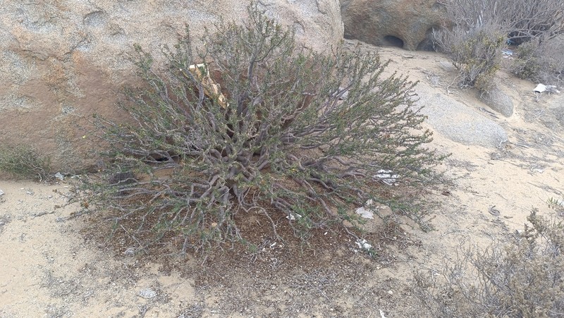 Euphorbia lactiflua photo 4