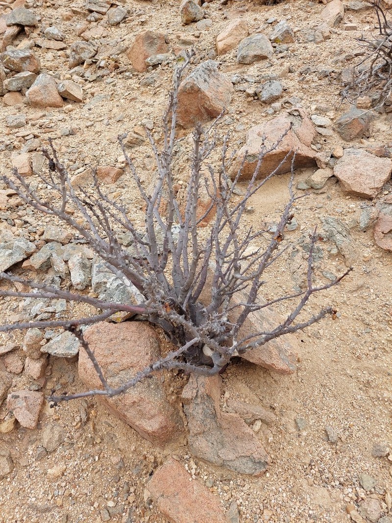 Euphorbia lactiflua photo 6