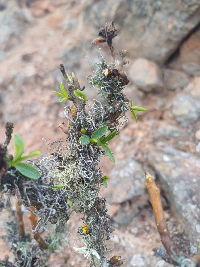 Euphorbia lactiflua photo 7