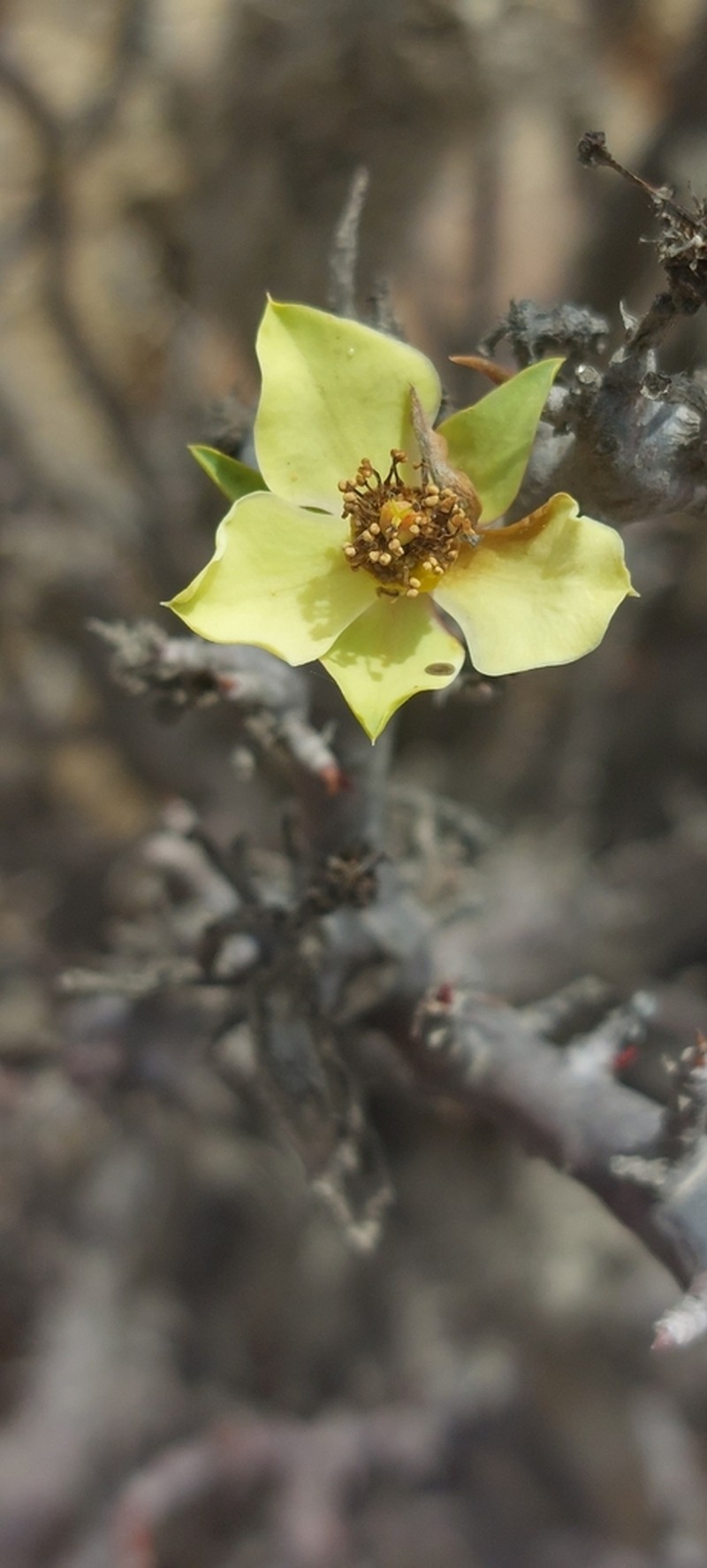 Euphorbia lactiflua photo 8