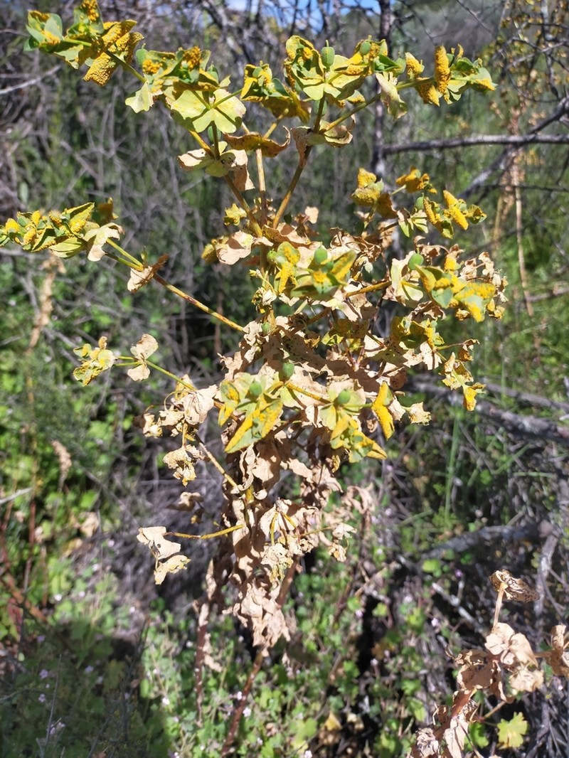 Euphorbia lagascae