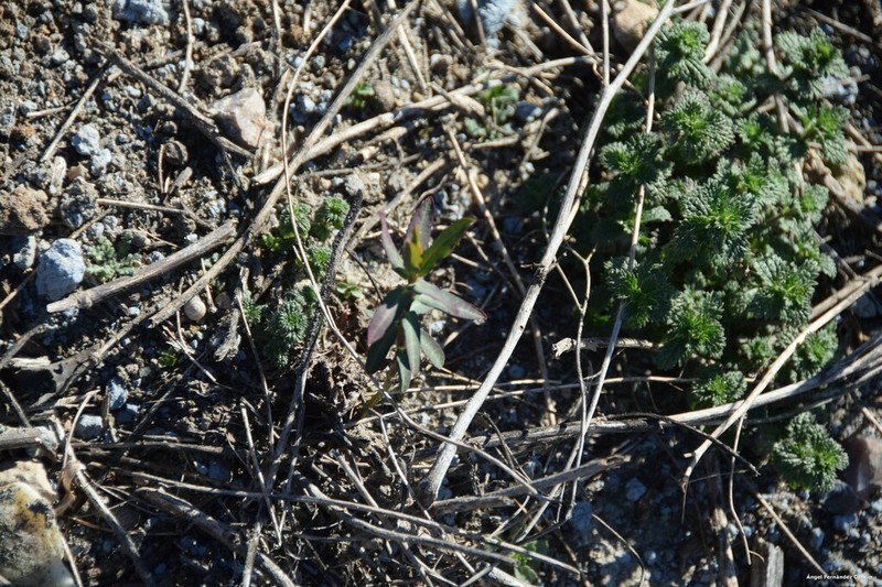 Euphorbia lagascae photo 2