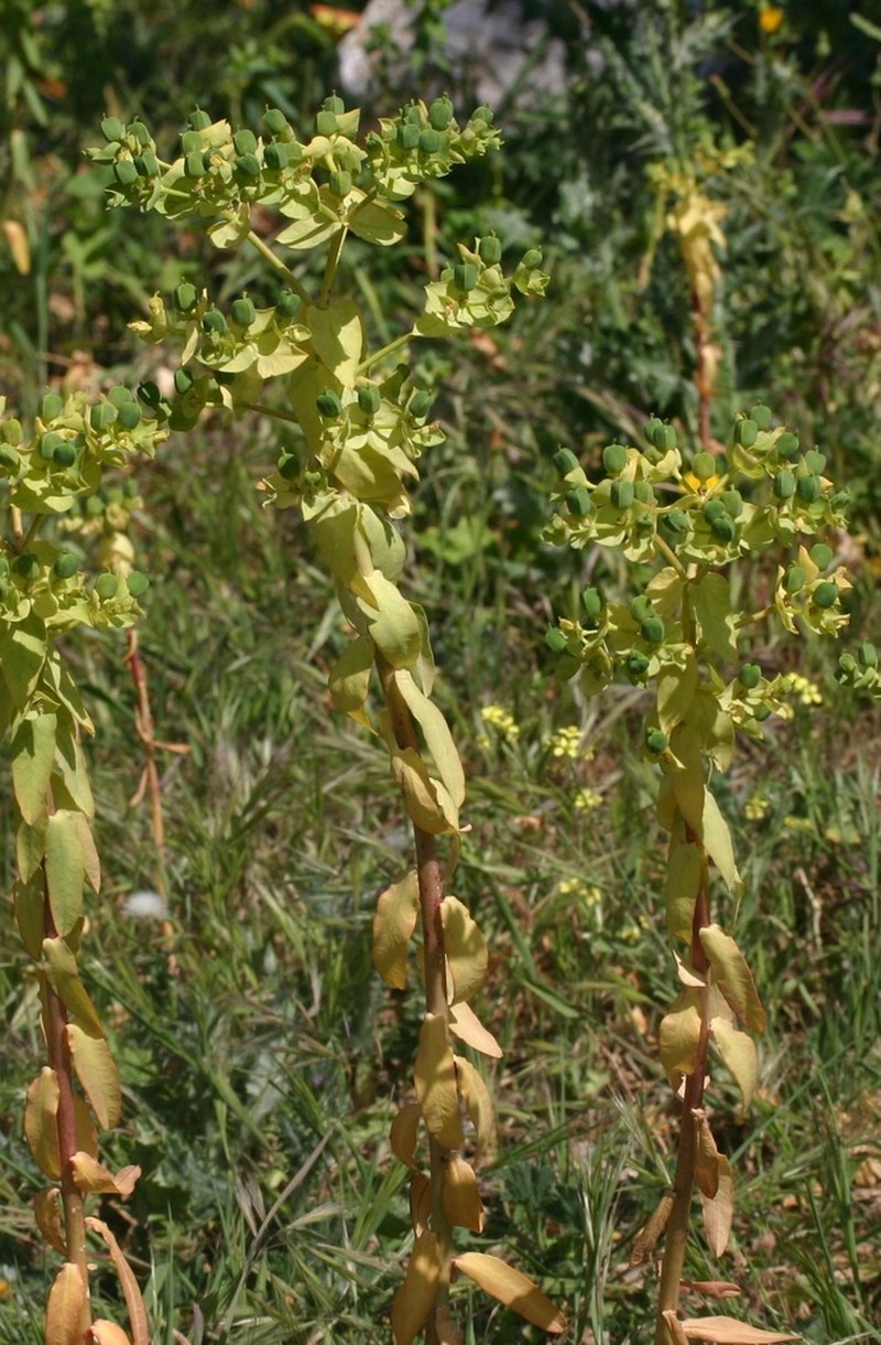 Euphorbia lagascae photo 3