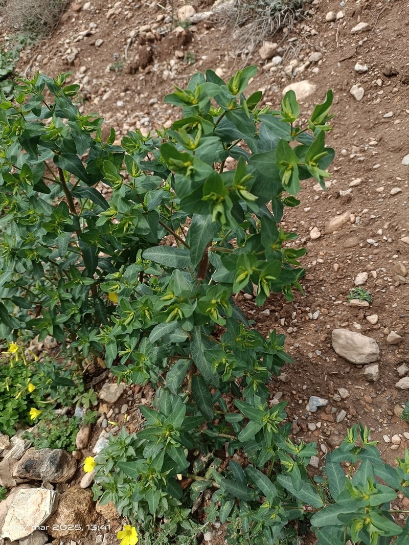 Euphorbia lagascae photo 4