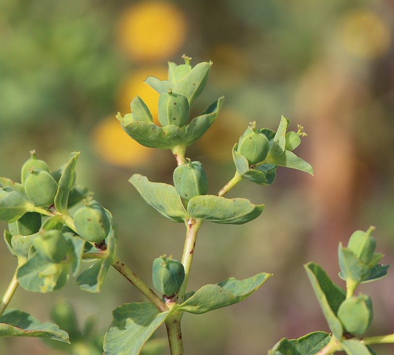 Euphorbia lagascae photo 5