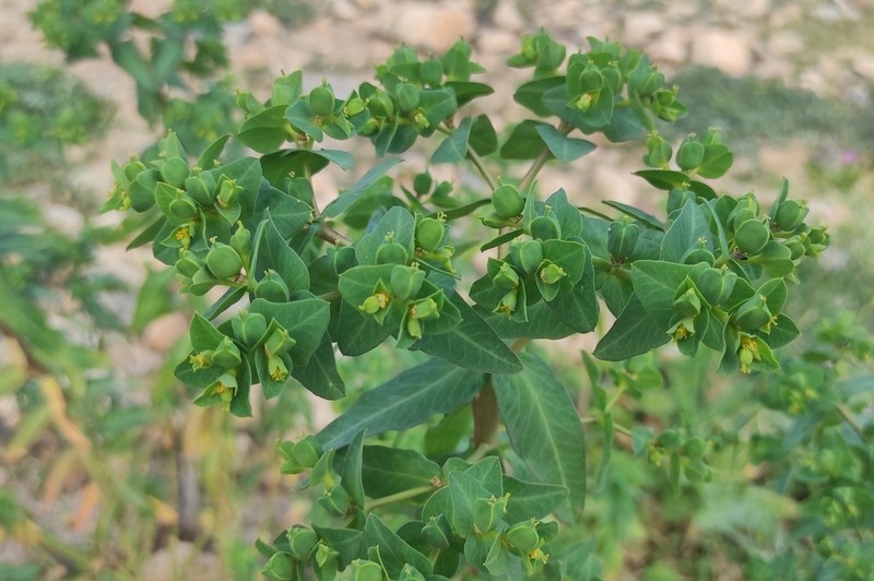 Euphorbia lagascae photo 6