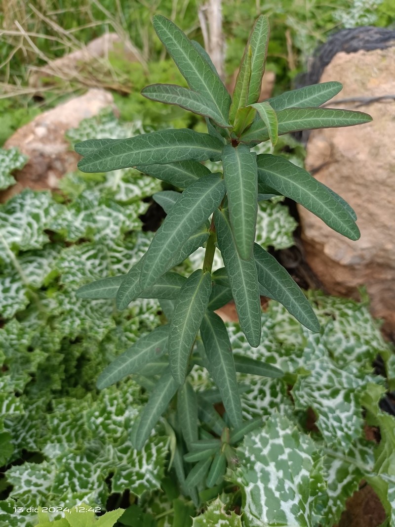 Euphorbia lagascae photo 7