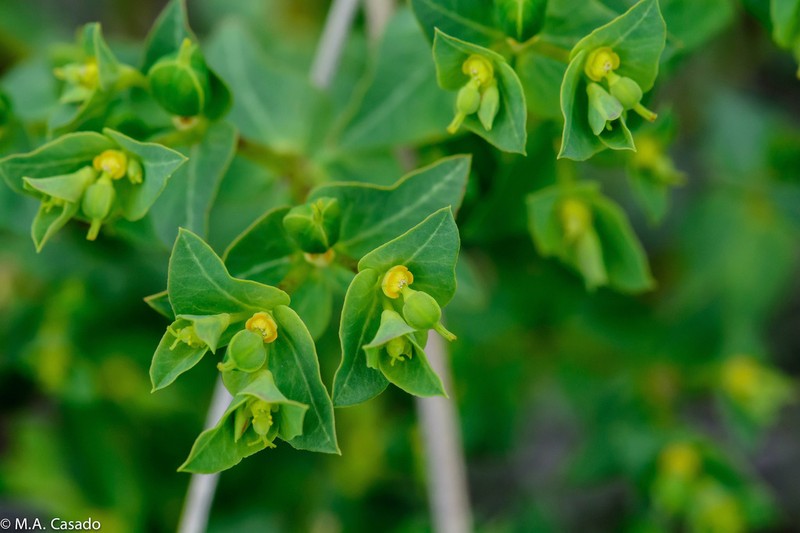 Euphorbia lagascae photo 8